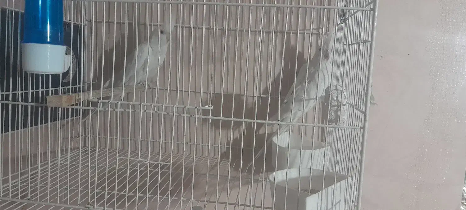 عروس هلندی جفتکار  جوانه تازه جفتگیری کردن|پرنده|تربت جام, فاز ۳ فرهنگیان|دیوار