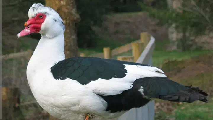 مرغابی مسکویی|حیوانات مزرعه|مشهد, شهرک صنعتی توس|دیوار