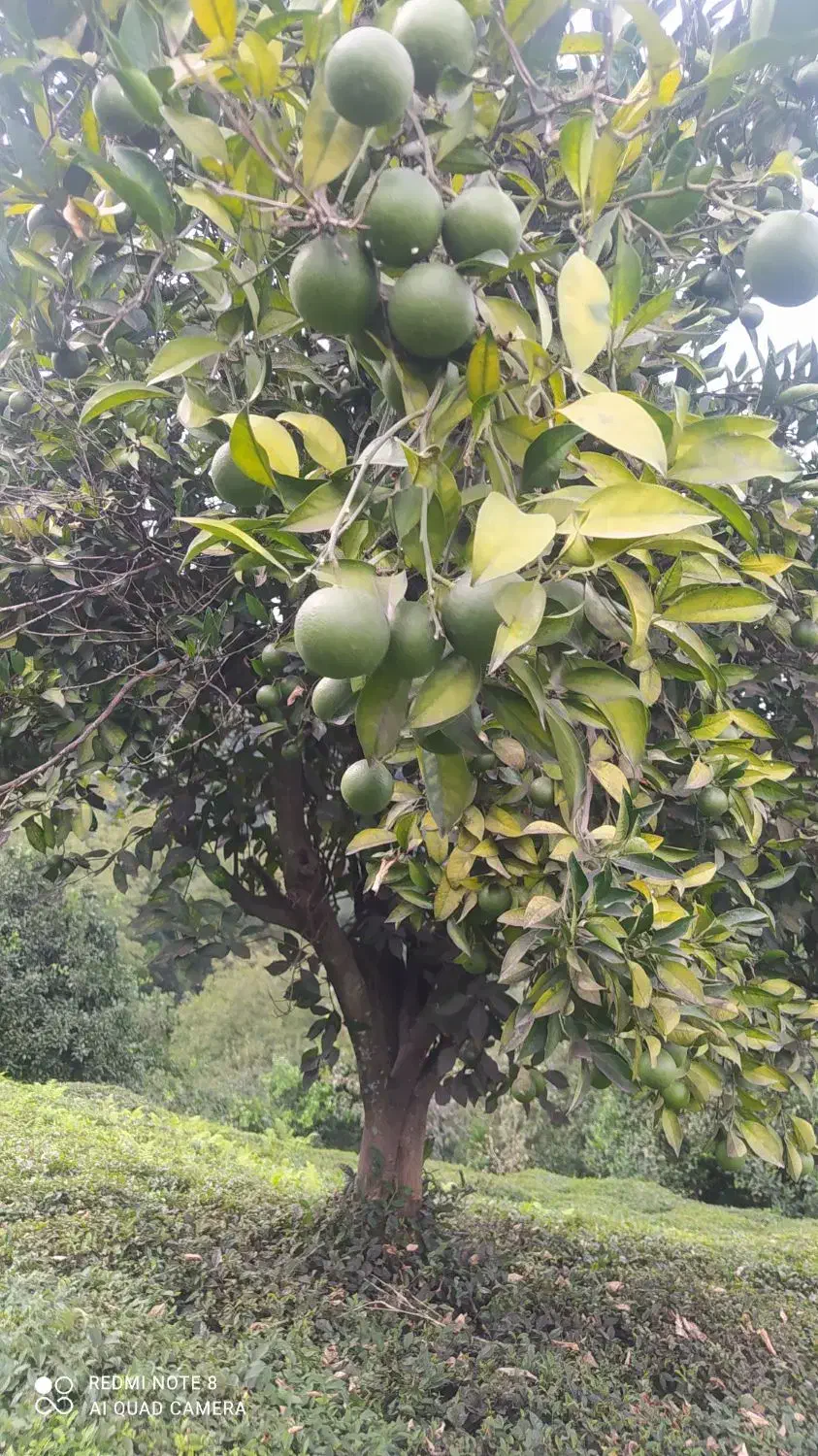 فروش سه تن پرتقال سردرختی|حراج|رحیمآباد, |دیوار