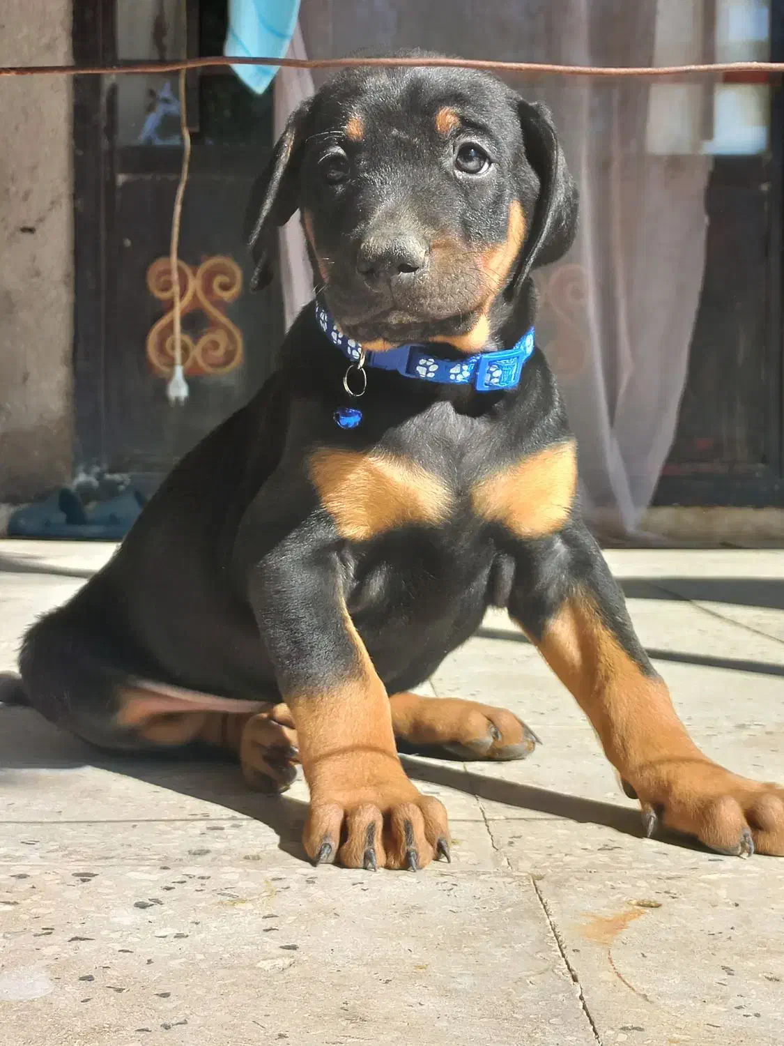 واگذاری توله دوبرمن اروپایی مفت|سگ|تهران, نیروی هوایی (پیروزی)|دیوار