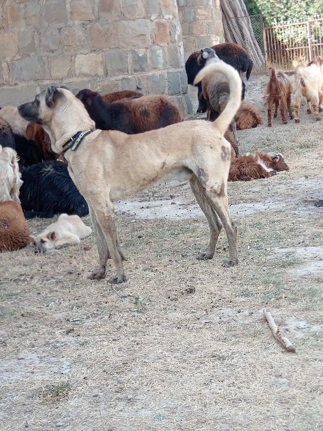 سگ گله ای|سگ|خواجه, |دیوار