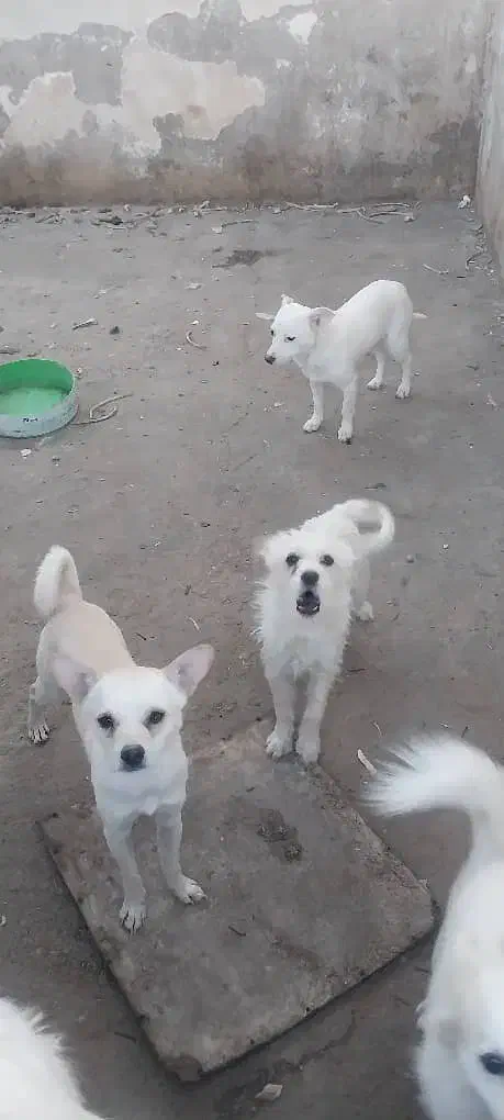 واگذاری انواع پاکوتاه|سگ|یزد, |دیوار