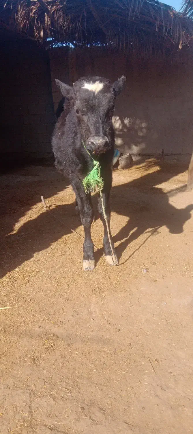 شادگان|حیوانات مزرعه|شادگان, |دیوار