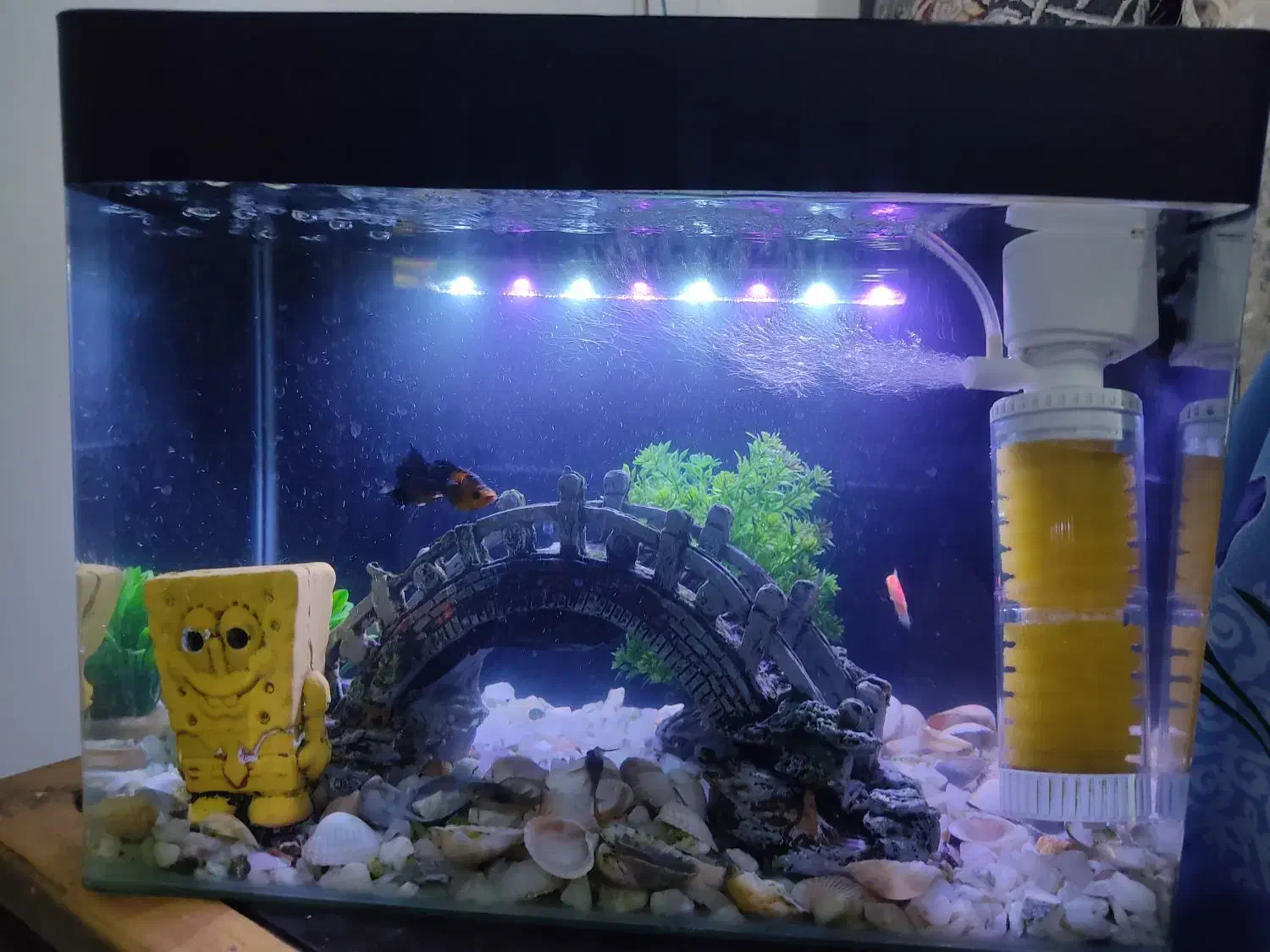 اکواریوم تمیز|ماهی|ارومیه, |دیوار