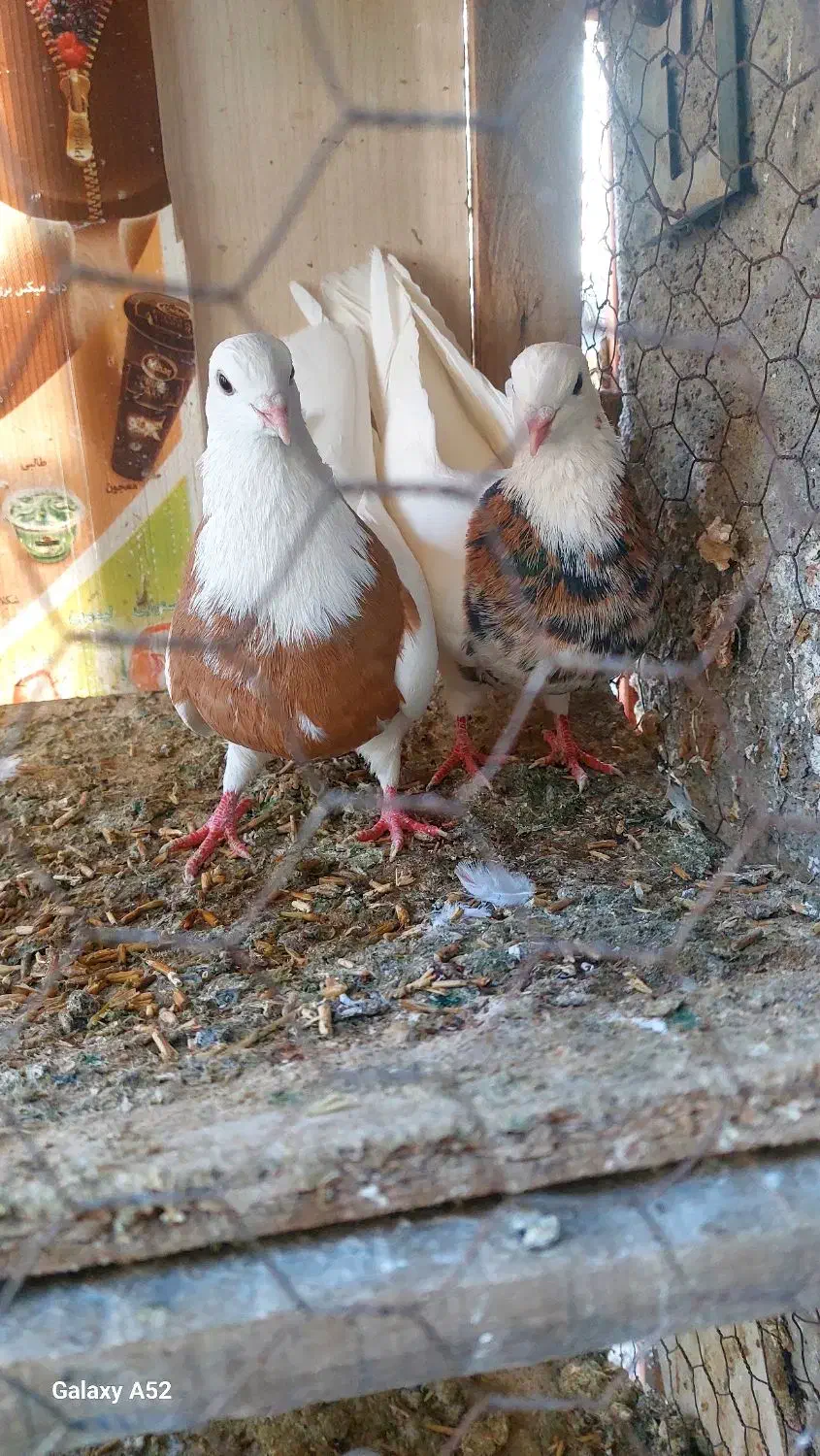 کبوتر کله ایی|پرنده|درگزین, |دیوار