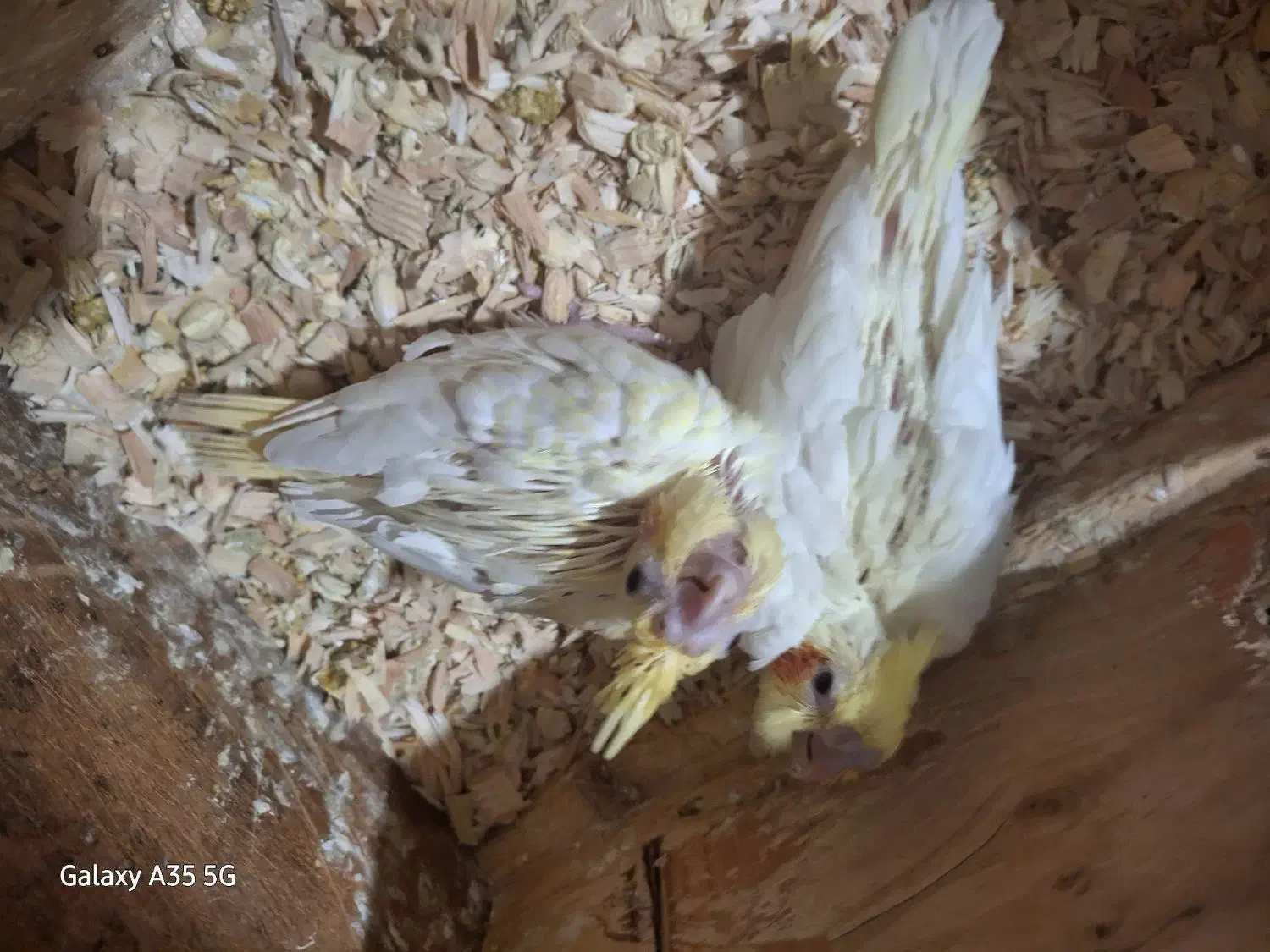 جوجه عروس هلندی لوتینو|پرنده|قدس, شهر‌قدس|دیوار