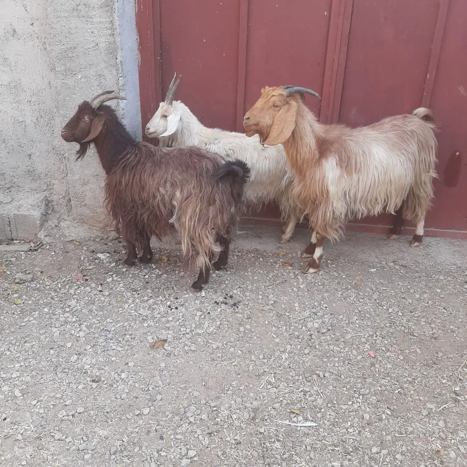 میش و بز|حیوانات مزرعه|مرودشت, رامجرد یک|دیوار