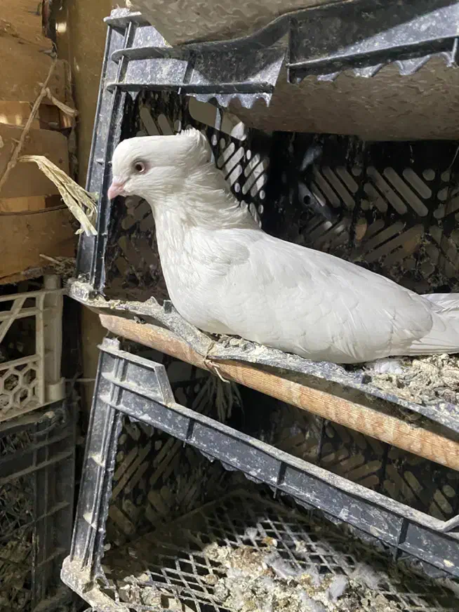 کبوتر|پرنده|کرج, گوهردشت|دیوار