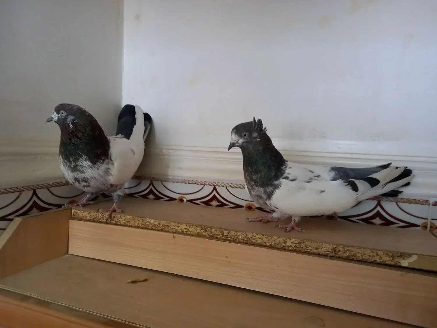 کبوتر کله ای وتکدوم|پرنده|لالجین, |دیوار