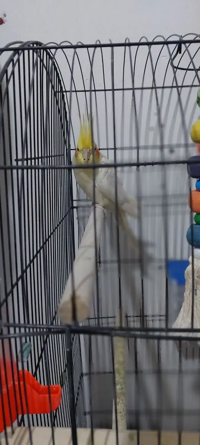 جفت عروس هلندی لوتینو با جوجه وتخم|پرنده|شاندیز, |دیوار