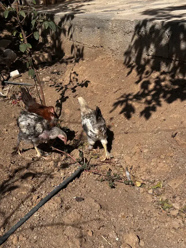 نیمچه برهما|حیوانات مزرعه|اصفهان, جلفا|دیوار