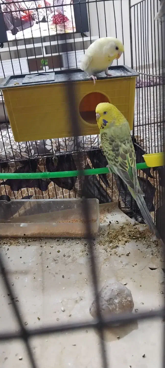 مرغ عشق|پرنده|محمدیه-قزوین, |دیوار