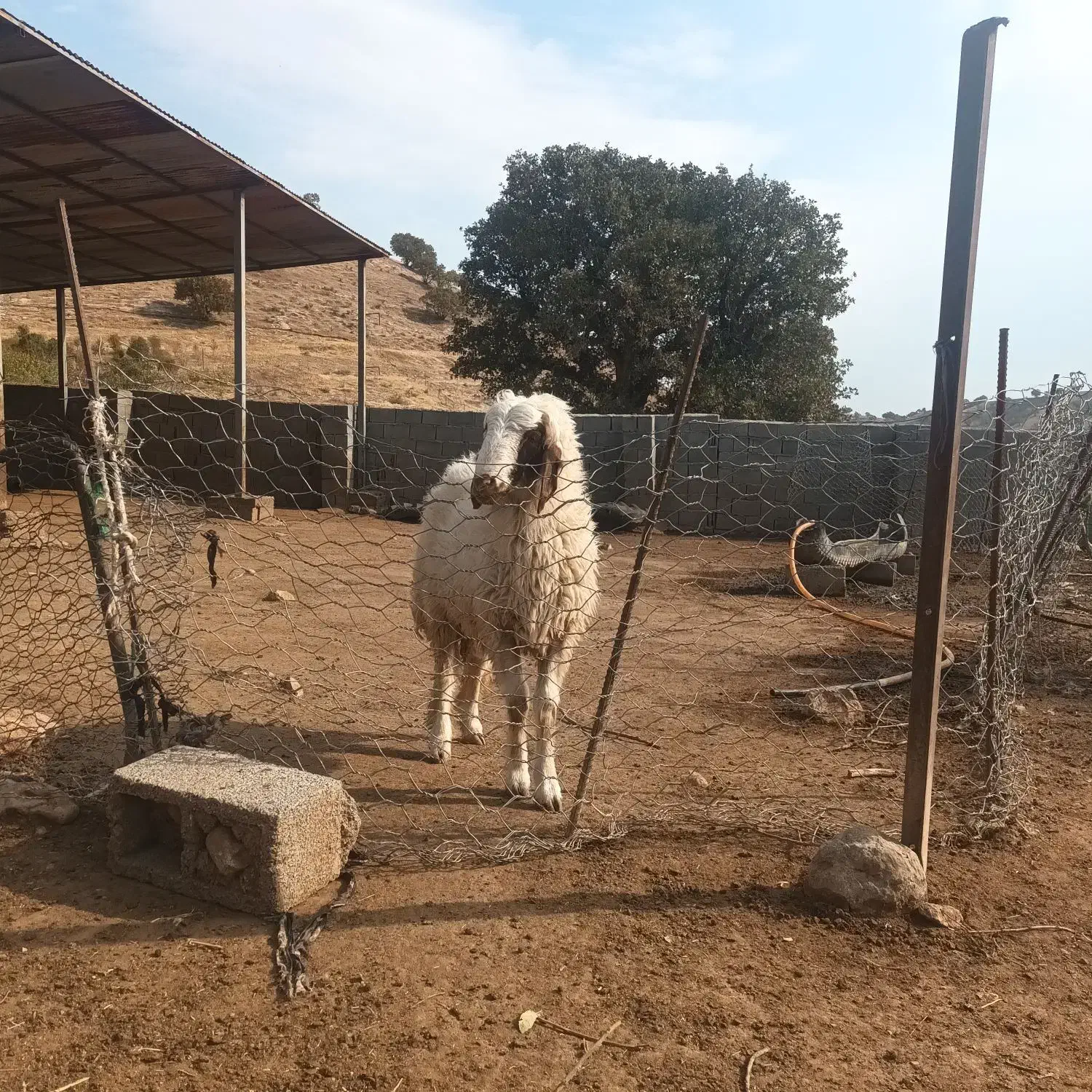 بره قوچ|حیوانات مزرعه|بدره, |دیوار