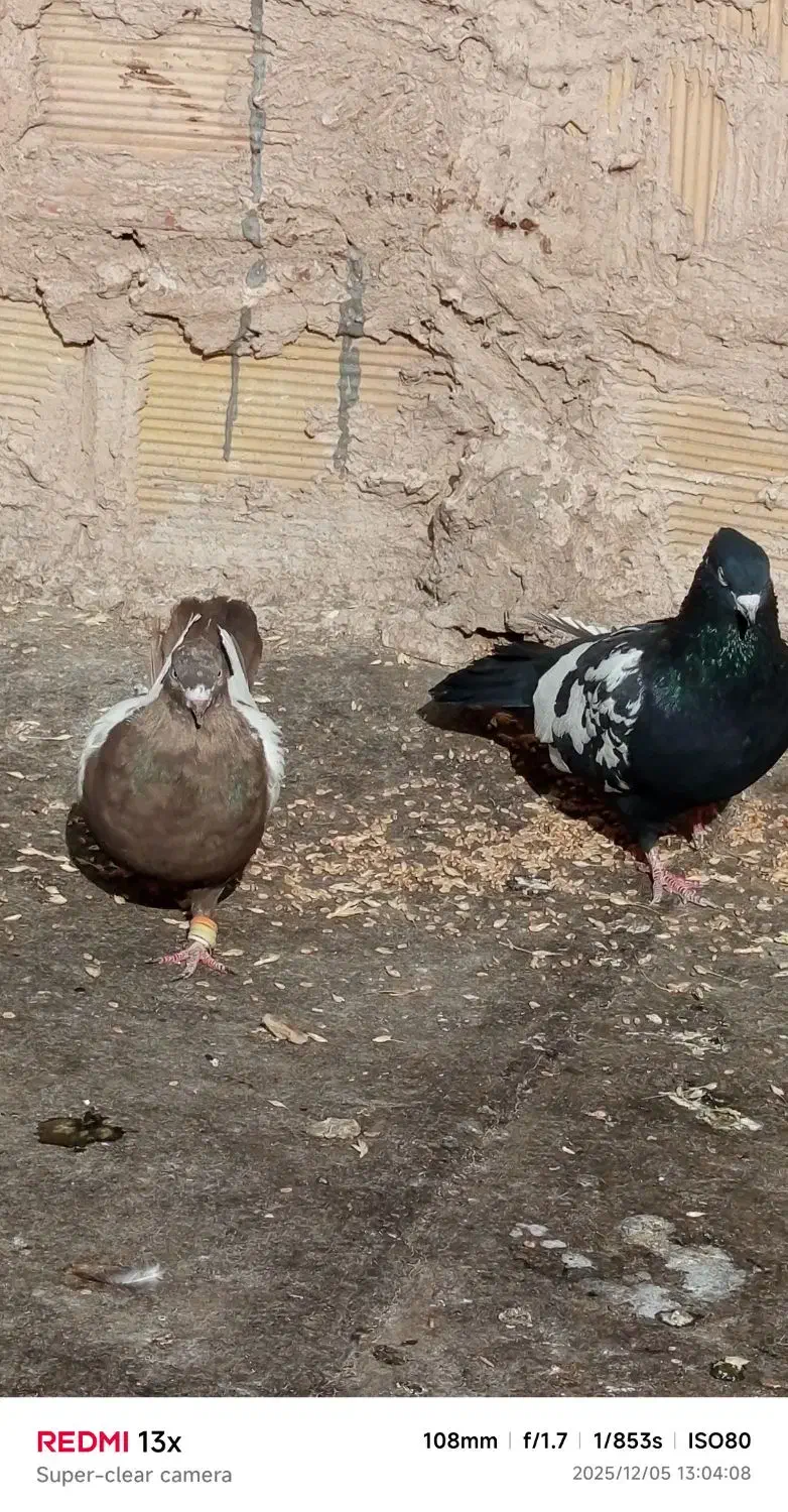 چهار جفت سینه پای هم جفتی 500پانصد|پرنده|زبرخان, |دیوار