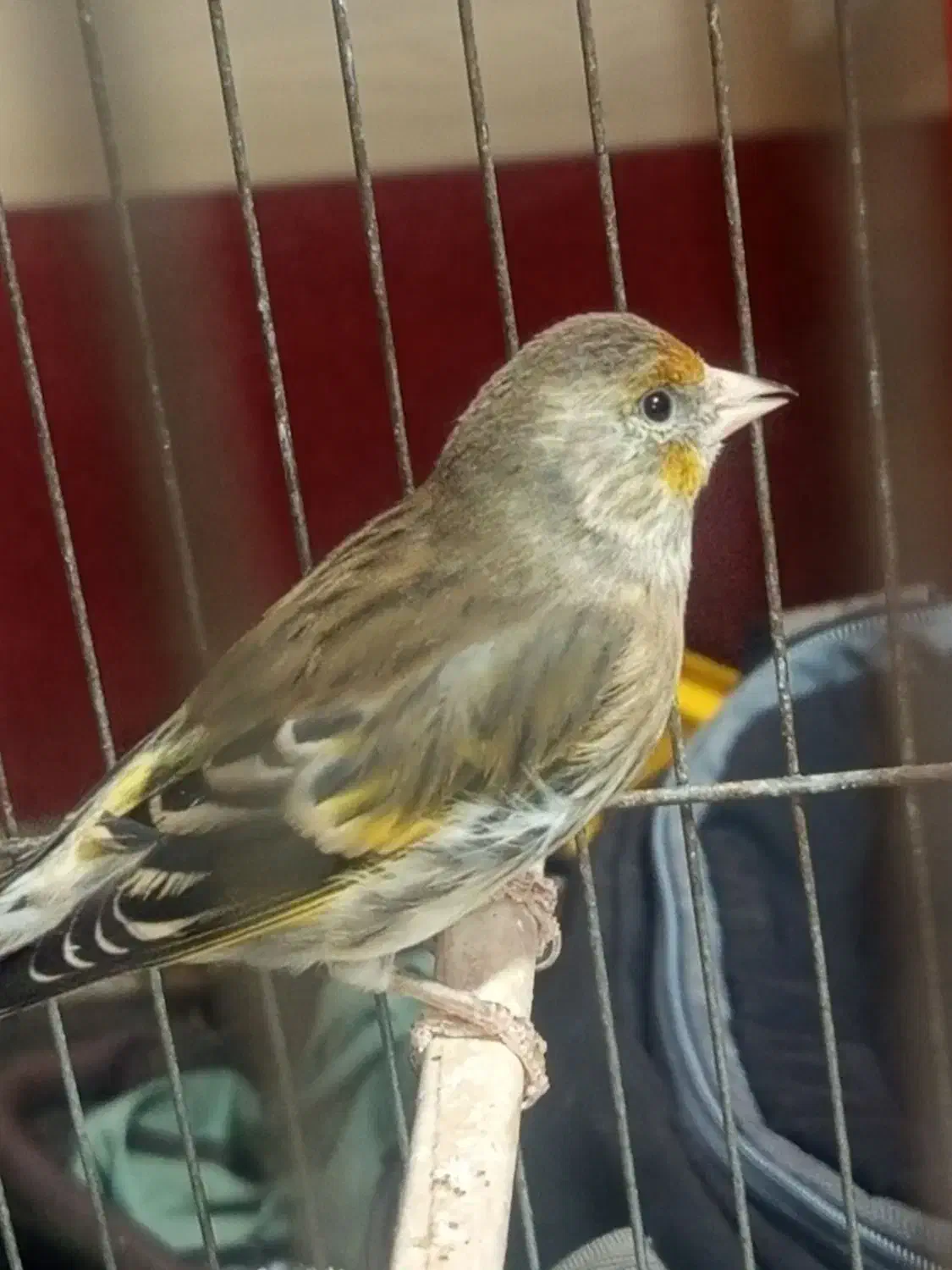 سره قناری ماده|پرنده|قدس, شهرقدس|دیوار