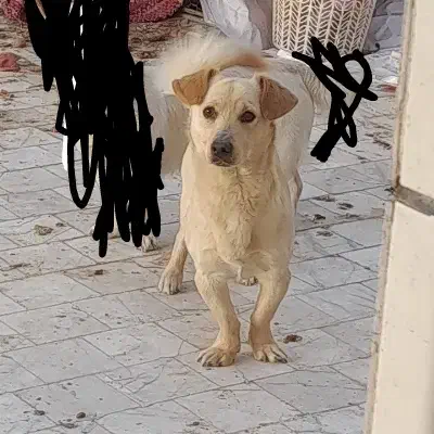 سگ پاکوتا|سگ|رفسنجان, |دیوار