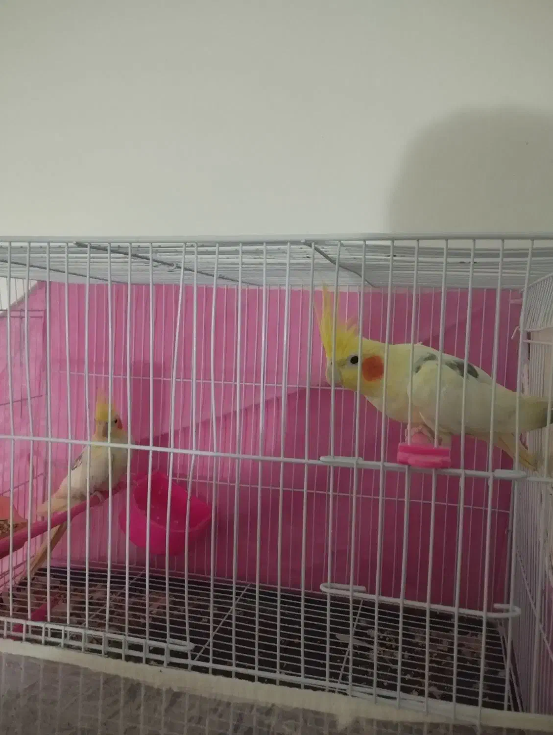 لوتینو|پرنده|مشهد, طبرسی شمالی|دیوار