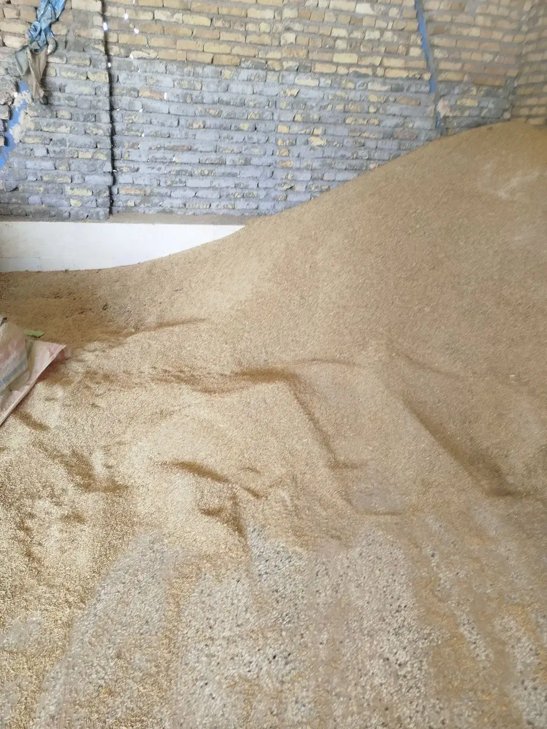 جو ولایتی مخصوص بذری|خدمات باغبانی و درختکاری|رشتخوار, |دیوار