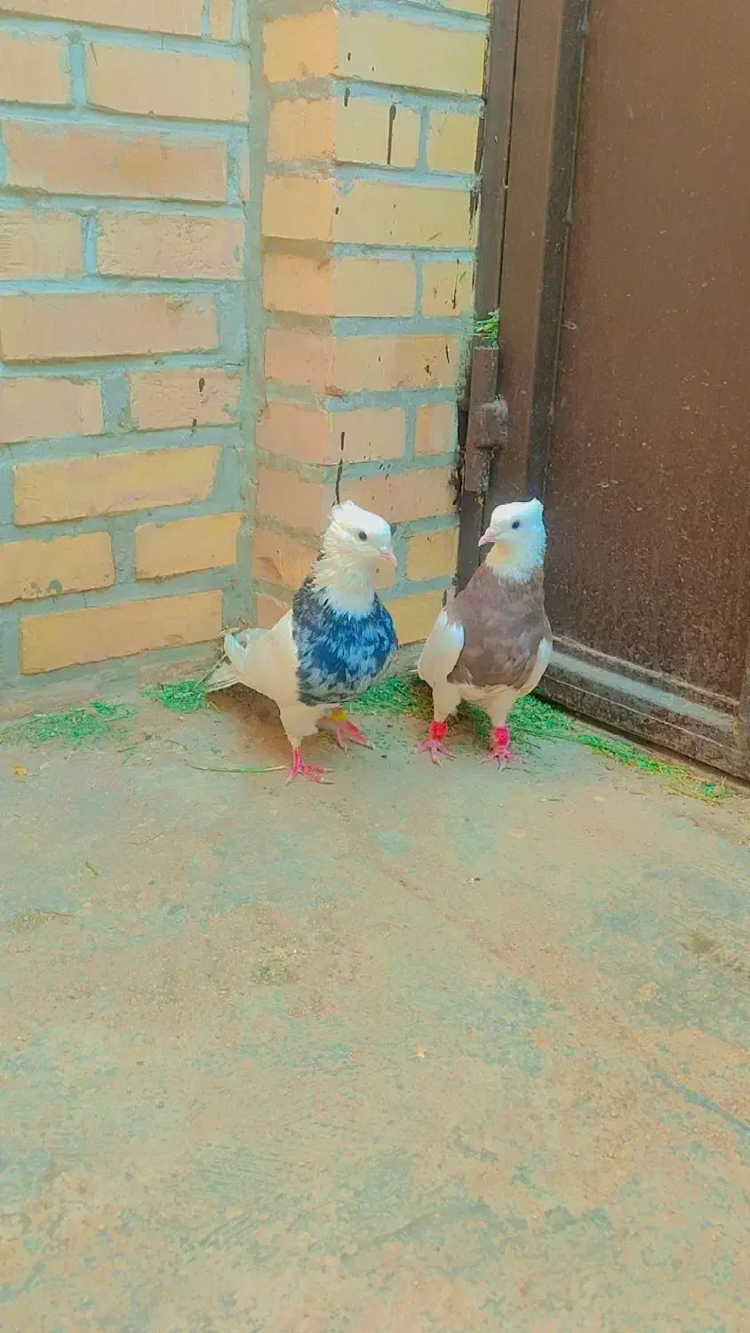 کفتر طوقی|پرنده|حمیدیا, |دیوار