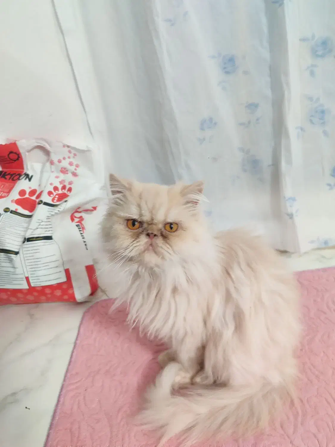 پرشین بازیگوش وباحال|گربه|مشهد, امام خمینی|دیوار