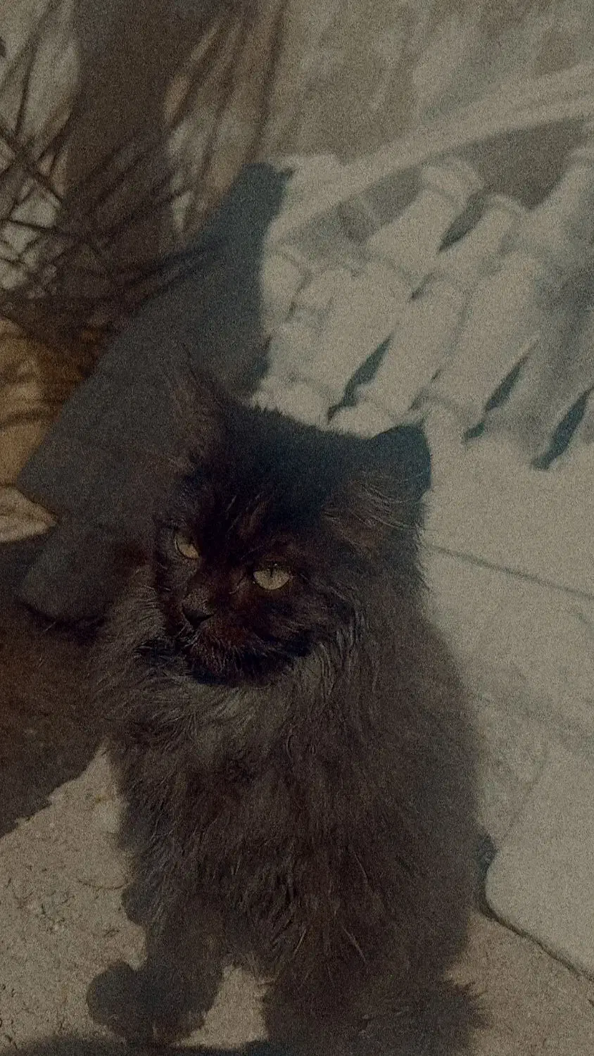 فروش 2 گربه خانگی|گربه|مرودشت, ژیان|دیوار