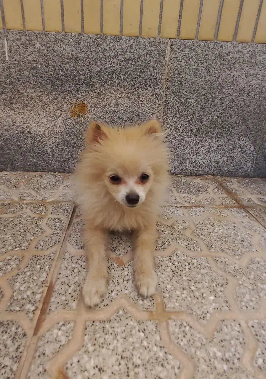 سگ پامر|سگ|یزد, |دیوار