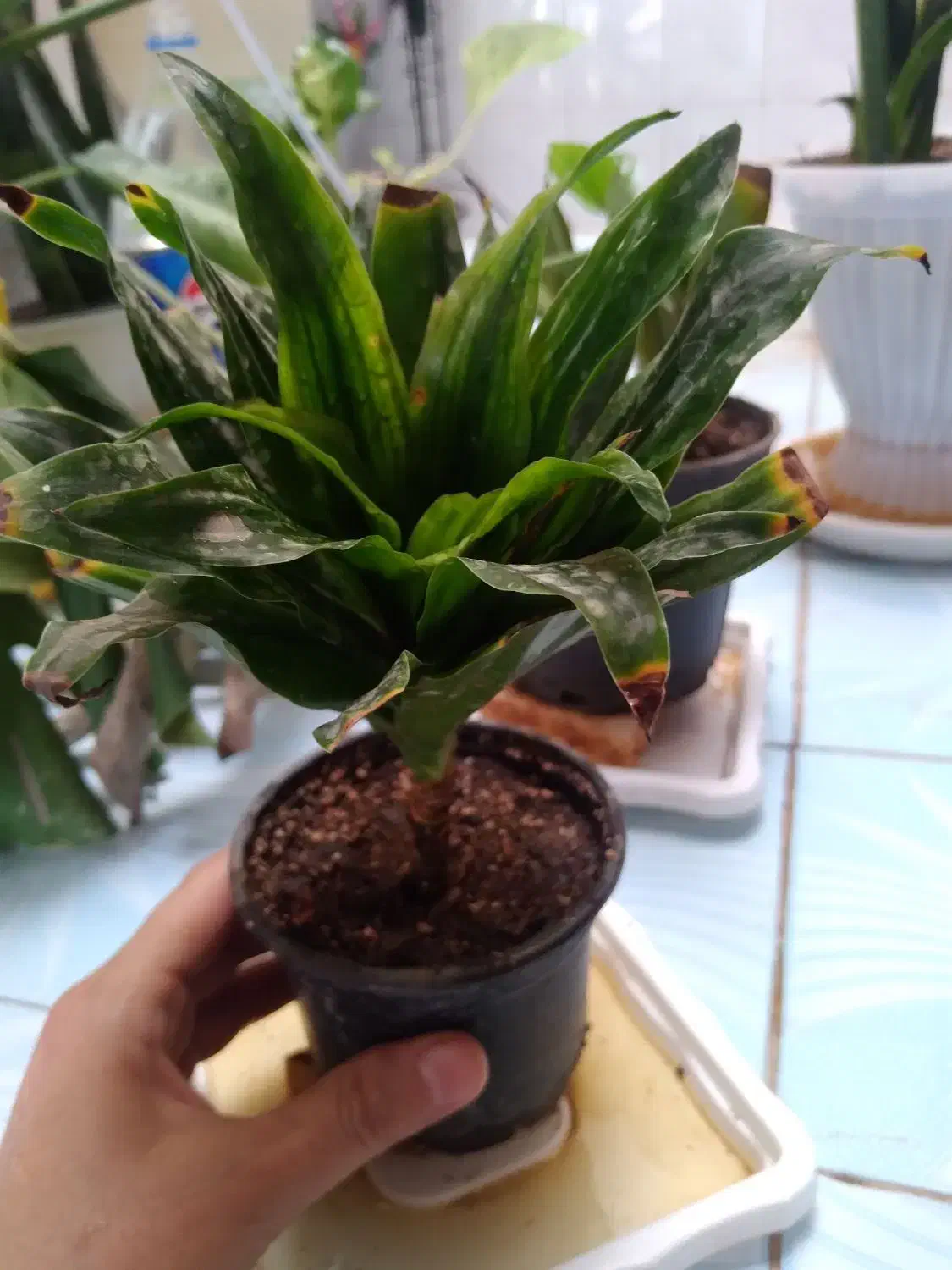 گلهای خانگی|گل و گیاه طبیعی|میبد, |دیوار