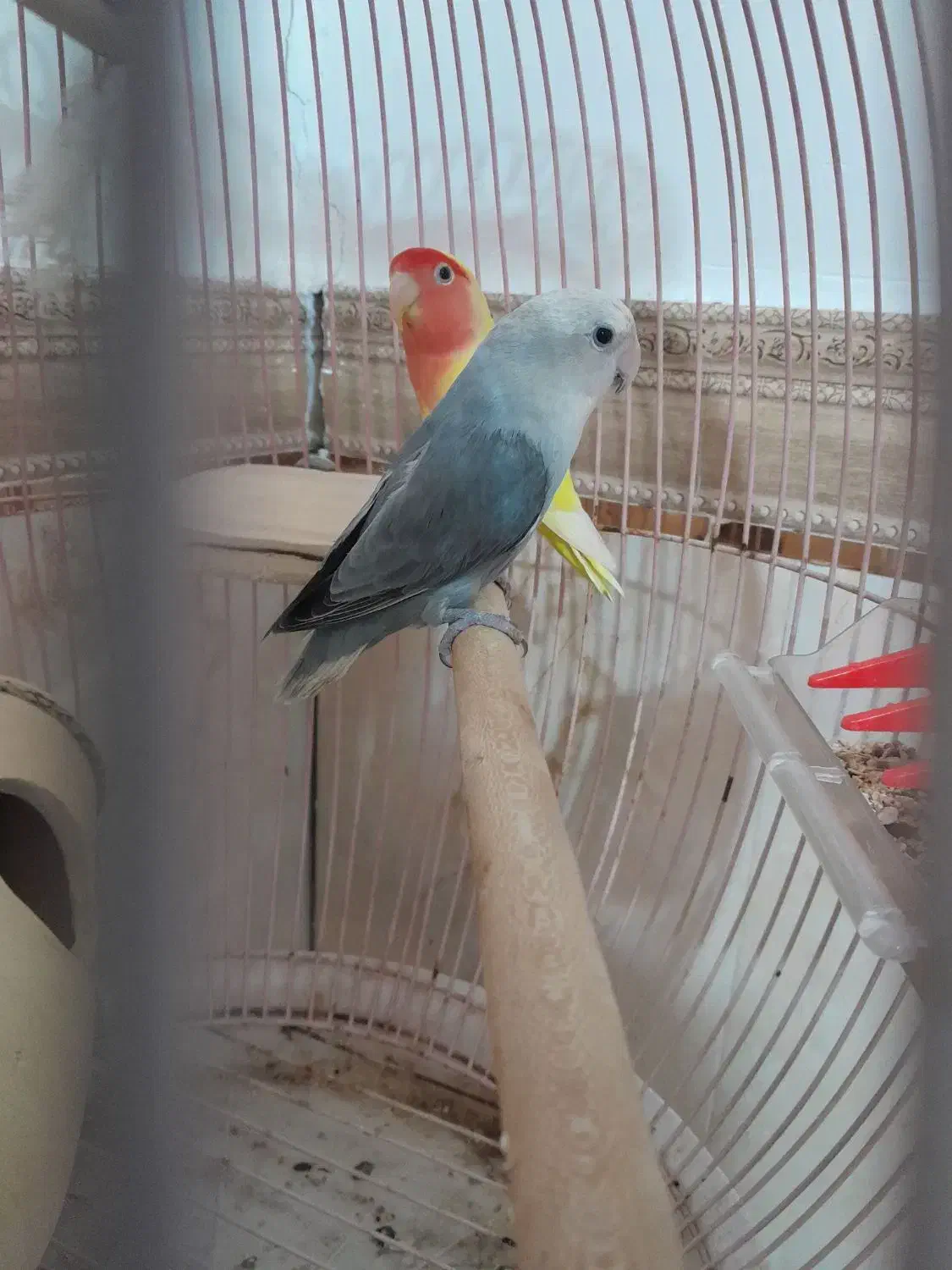 طوطی برزیلی|پرنده|تاکستان, |دیوار