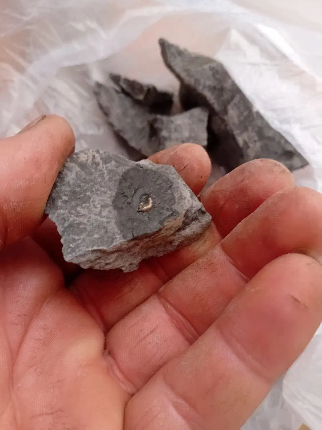 فسیل سنگ|کلکسیون و سرگرمی|خرم‌آباد, |دیوار