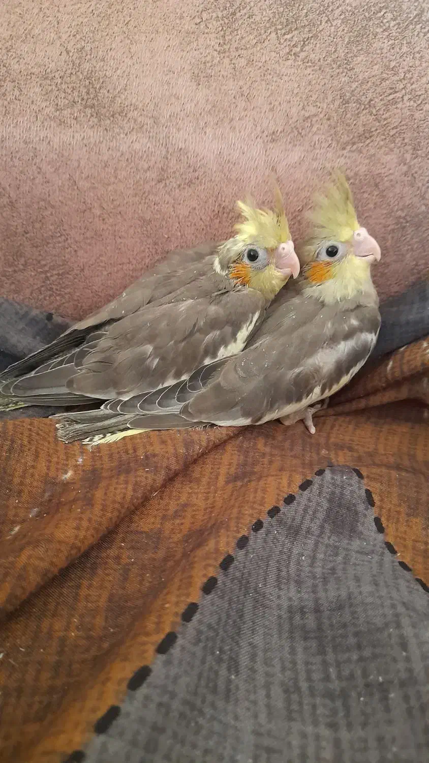 جوجه عروس هلندی|پرنده|الوند, |دیوار