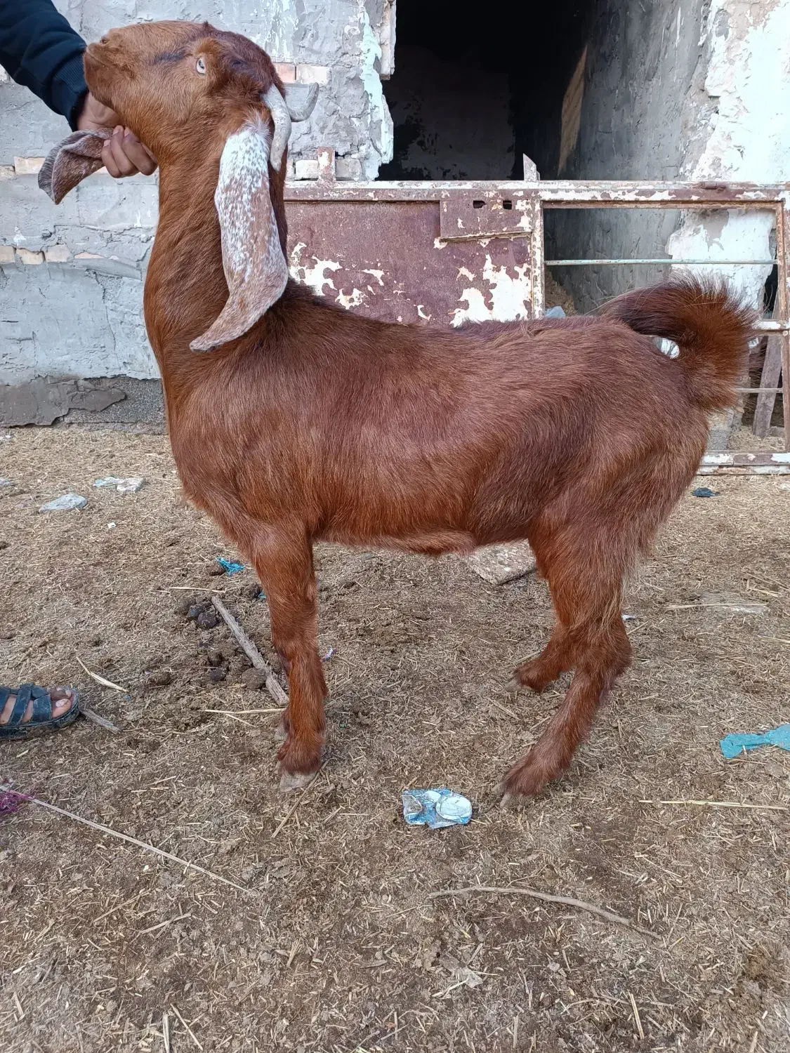 بز ماده|حیوانات مزرعه|سوسنگرد, |دیوار