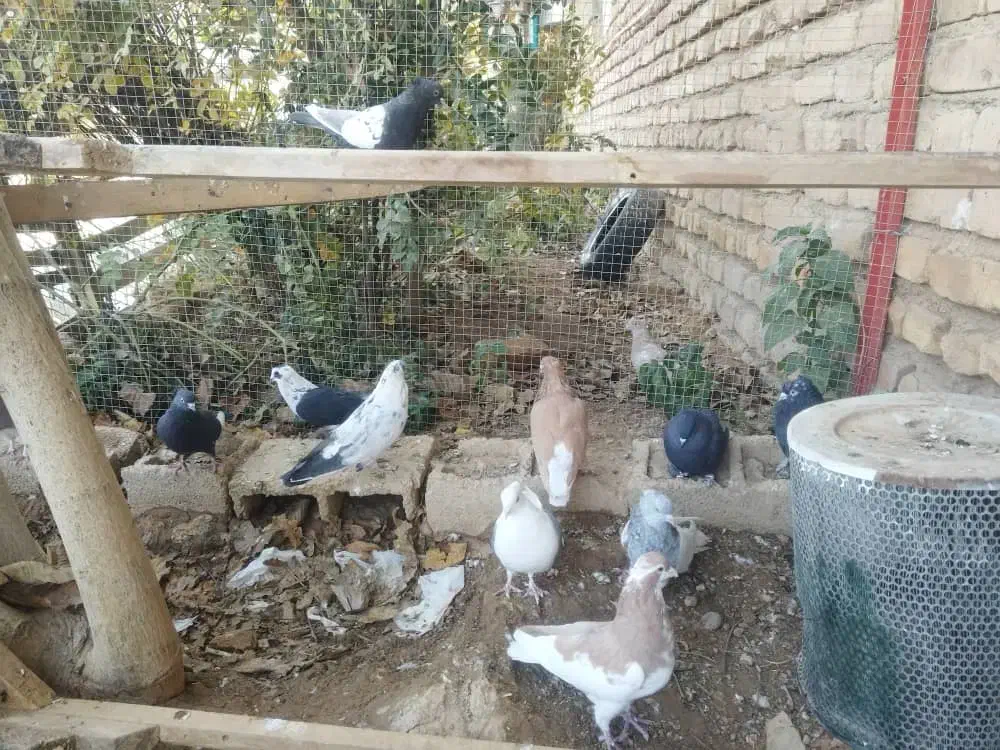 کبوتر|پرنده|صدرا-فارس, فاز ۱|دیوار