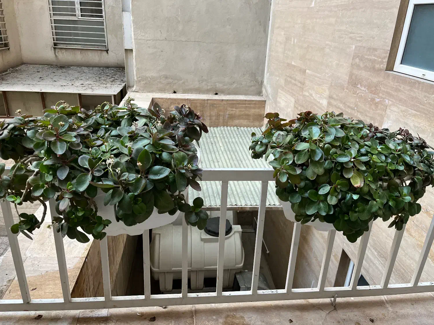 گلدان گل|گل و گیاه طبیعی|تهران, دبستان|دیوار