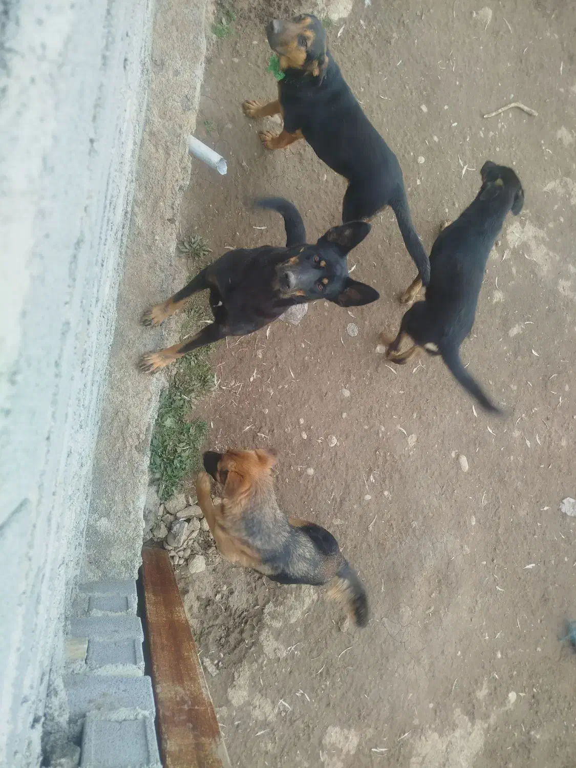 ژرمن|سگ|قائم‌شهر, |دیوار