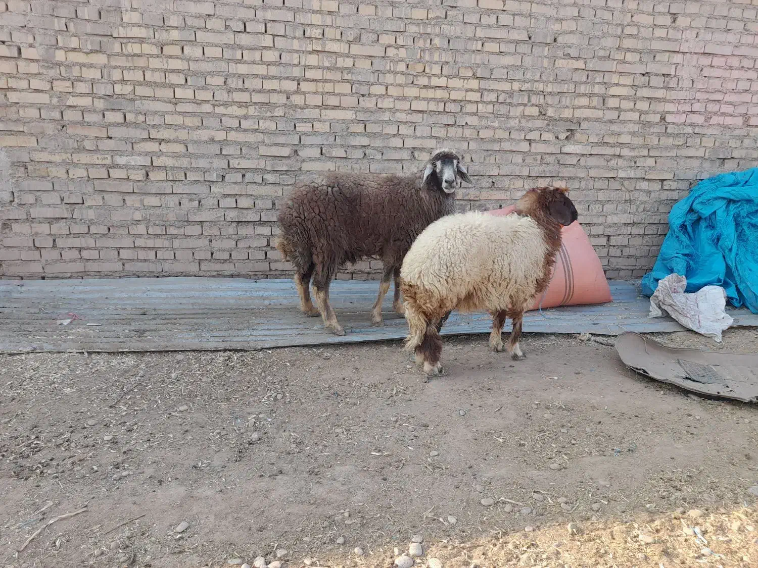 گوسفند مطفل ماده زیرش در حمیدیه|حیوانات مزرعه|حمیدیه, |دیوار