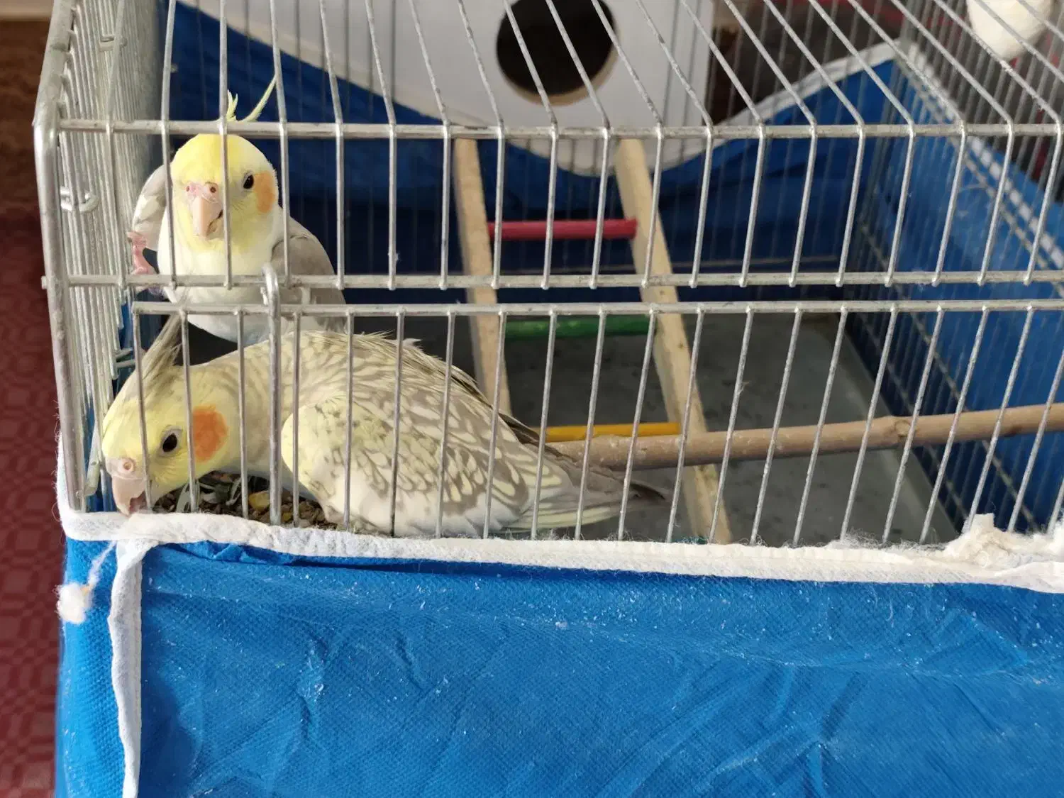 پرنده مولد|پرنده|خمینی‌شهر, |دیوار