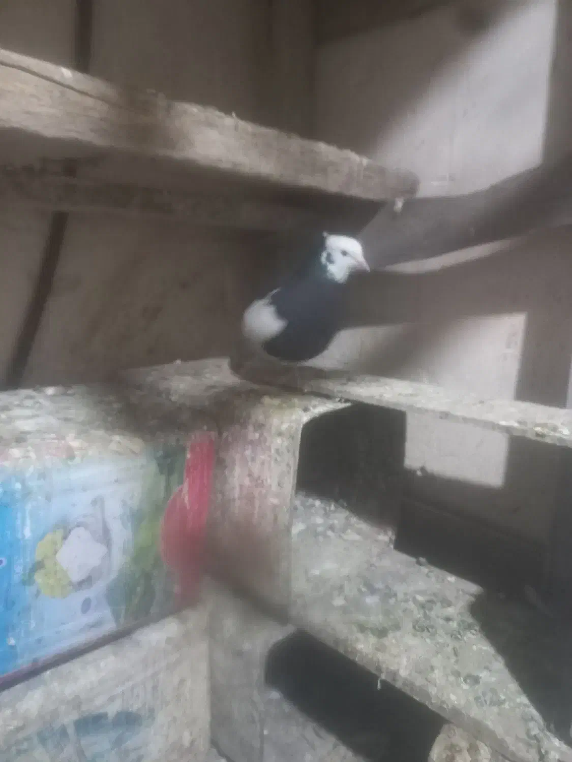 طوقی|پرنده|اسفرورین, |دیوار