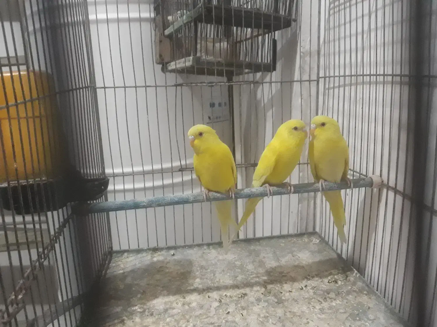 مرغ عشق لوتینو|پرنده|کرج, اسدآباد|دیوار