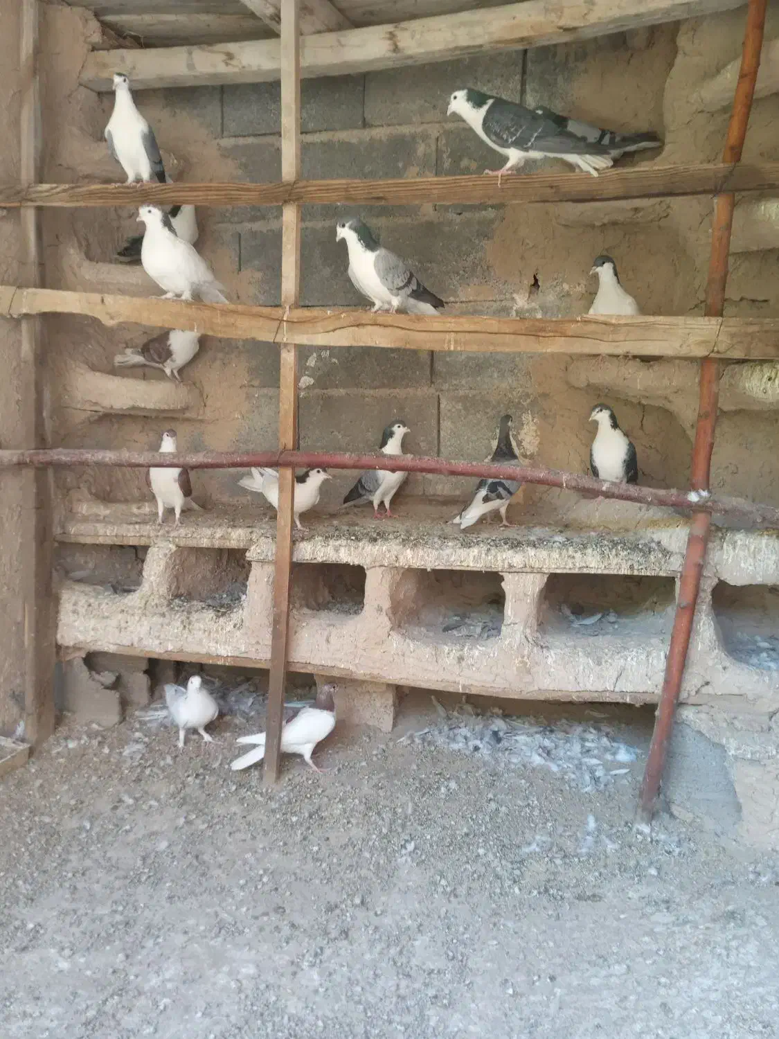 کبوتر دمگیر،بدرنگ روزگاری|پرنده|پیر بکران, |دیوار