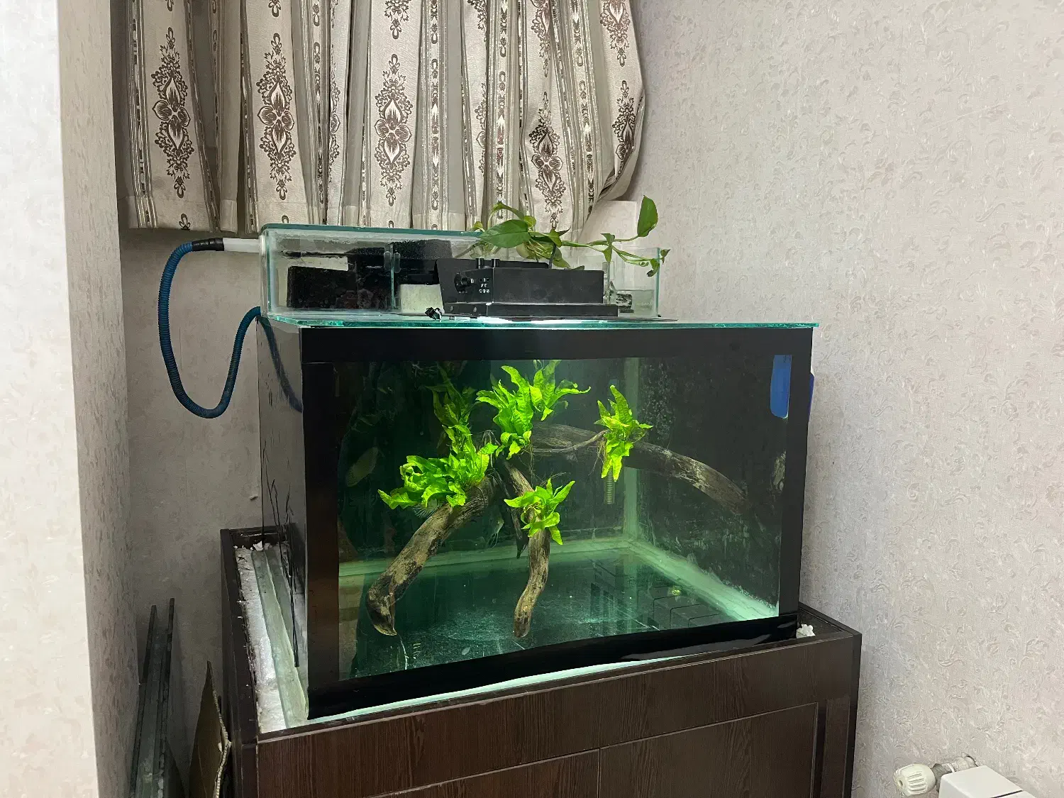 اکواریوم|ماهی|اصفهان, شهرک کاوه|دیوار