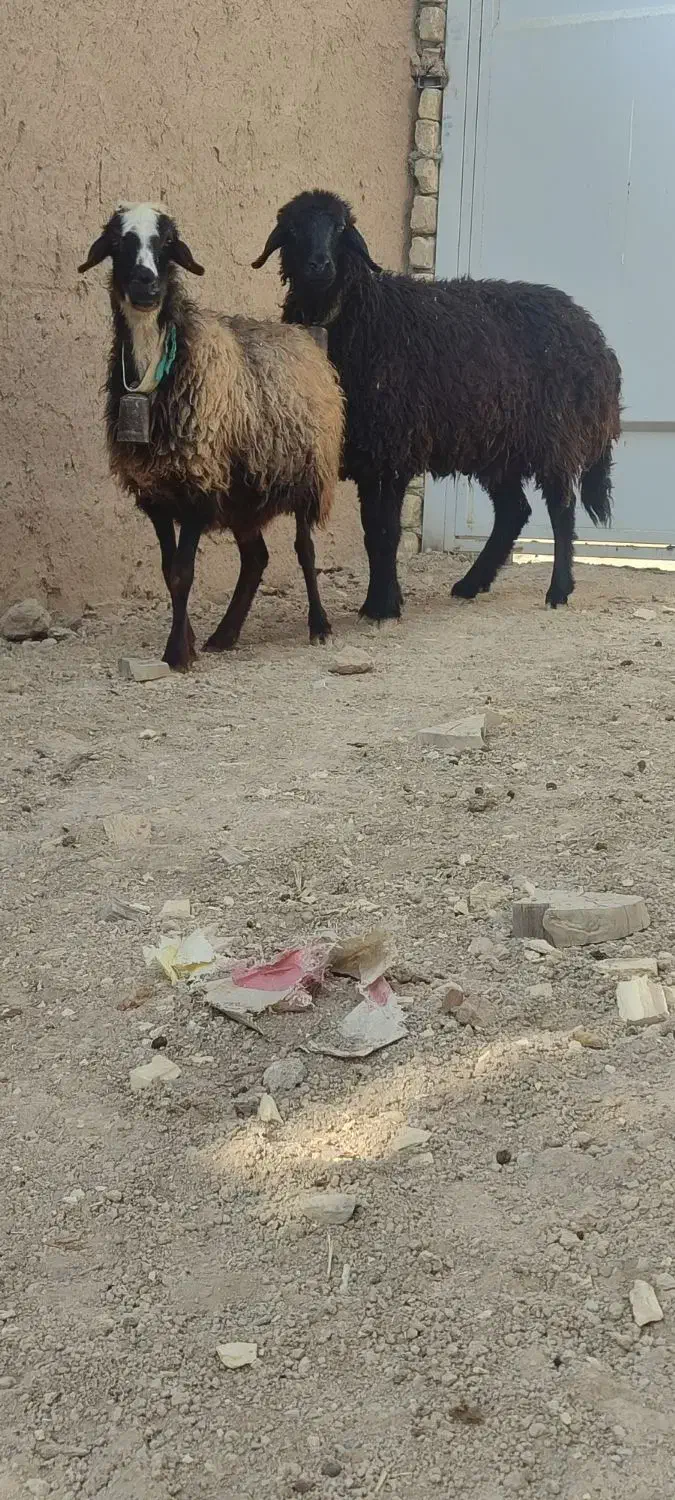 میش.بره.بز|حیوانات مزرعه|نجفآباد, کهریزسنگ|دیوار