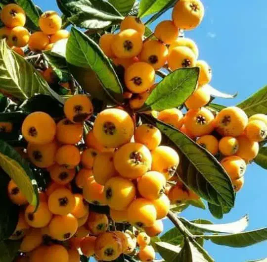 نهـال سـازگار  اقلــیــم مختـلف کشـور|خدمات باغبانی و درختکاری|ساوه, |دیوار