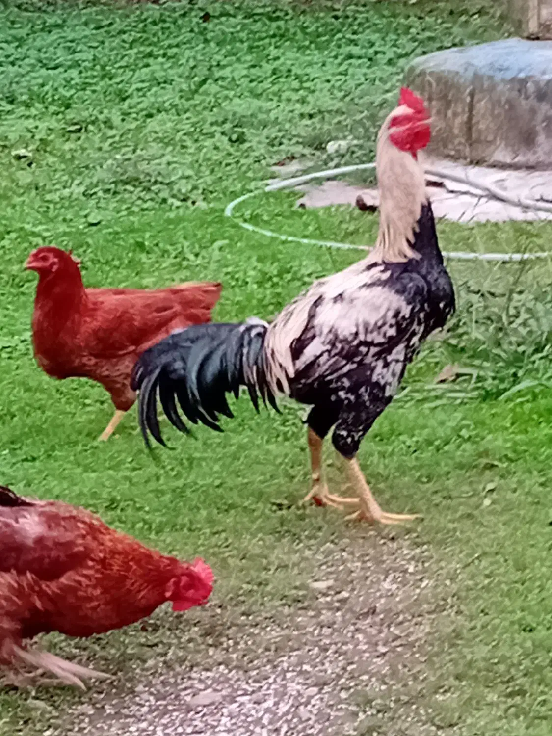 خروس لاری و محلی|حیوانات مزرعه|طاهرگوراب, |دیوار