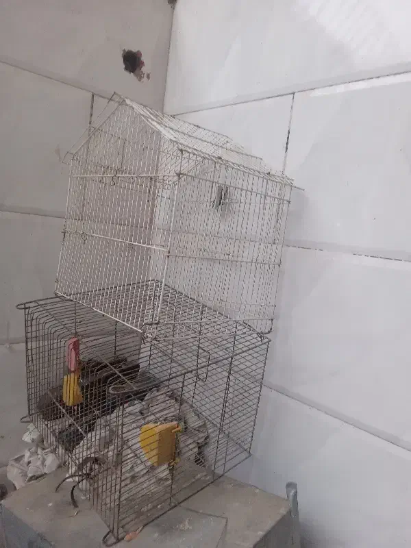 قفس فروشی|لوازم جانبی حیوانات|مشهد, کارگران|دیوار