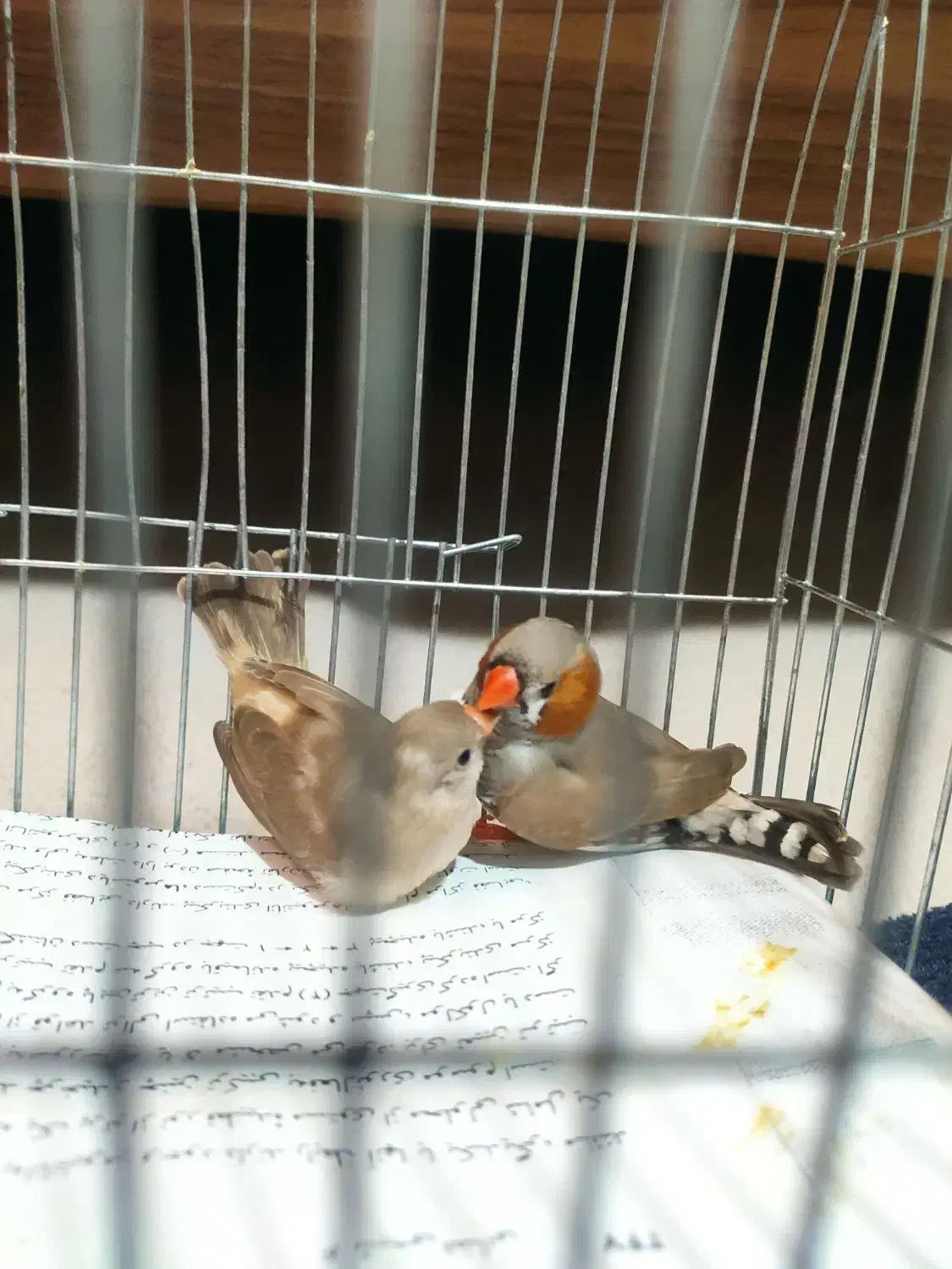 فنچ کینگ اورنج و لپ سیاه|پرنده|قزوین, |دیوار