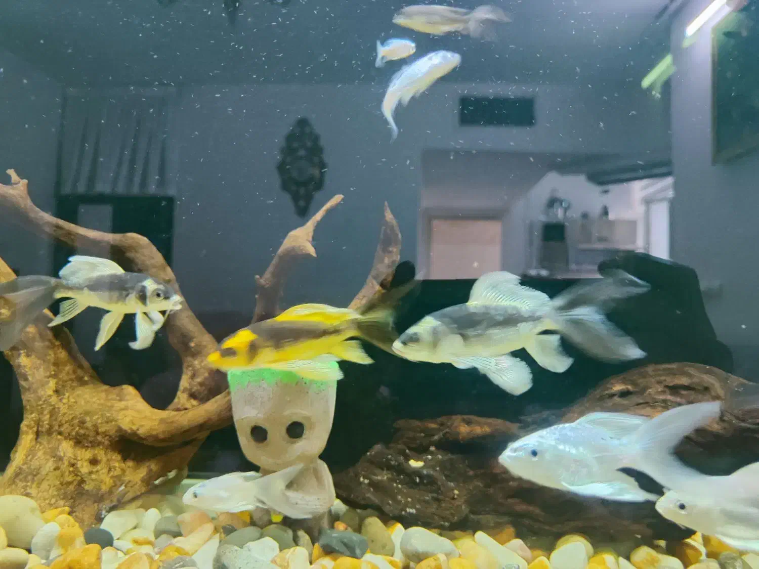 ماهی کوی مایان (کابوتا)|ماهی|اسلامشهر, شهرک قائمیه|دیوار