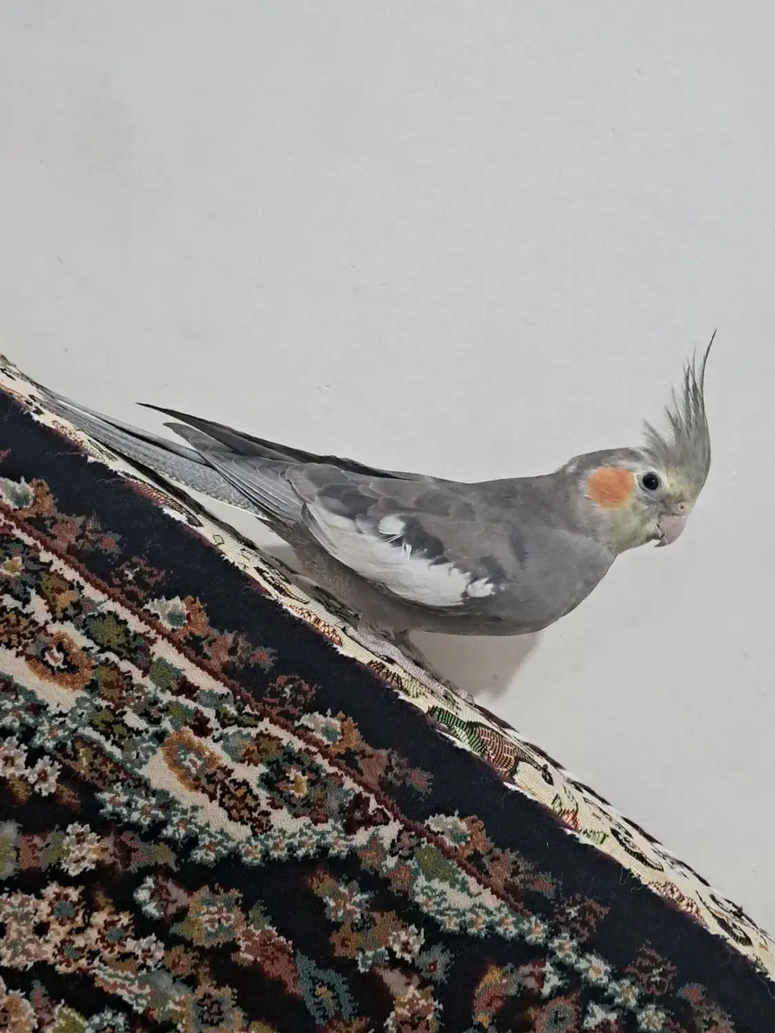 عروس هلندی|پرنده|قروه, |دیوار