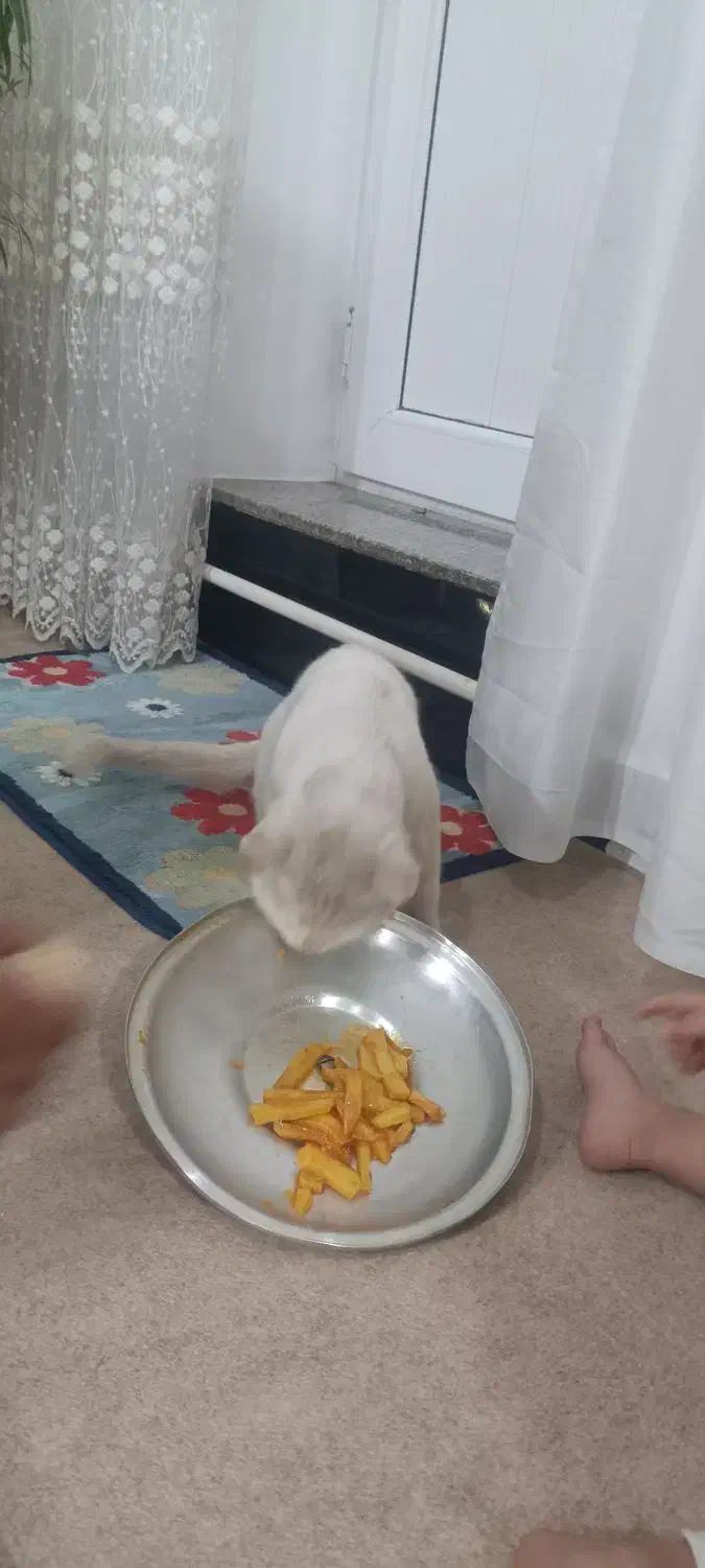 پیدا شده|حیوانات|نقده, |دیوار