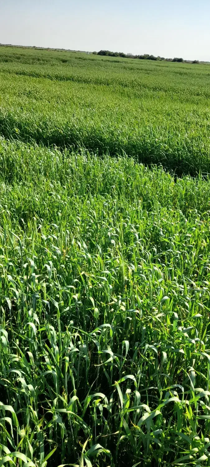 اجاره زمین کشاورزی|اجارهٔ دفتر صنعتی، کشاورزی، تجاری|اهواز, اسماعیلیه|دیوار