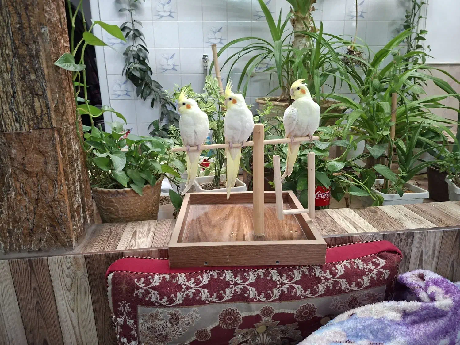 عروس هلندی وسگ پاکوتاه|پرنده|آباده, |دیوار